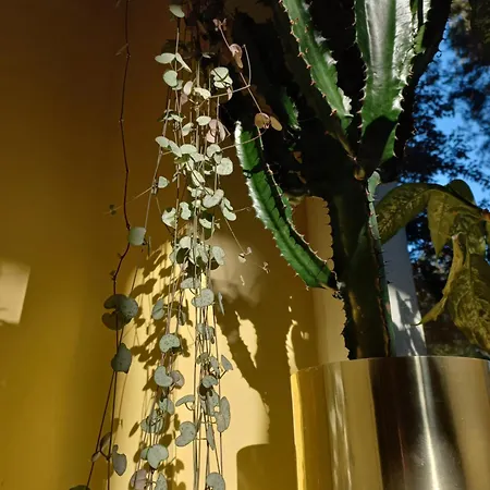 公寓 Greenthumb Praska 克拉科夫