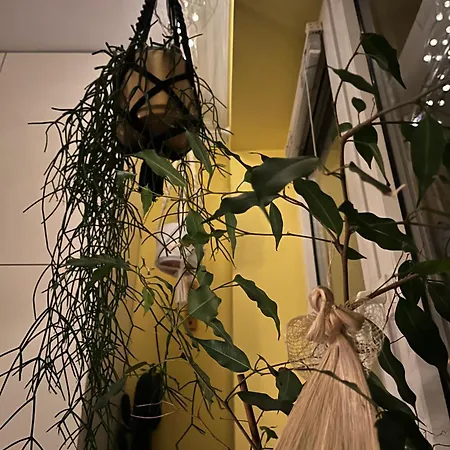 Apartment Greenthumb Praska *