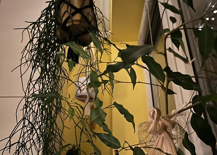 Apartment Greenthumb Praska *